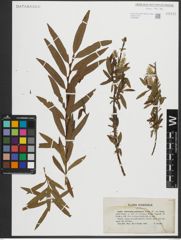 Foto von Salix purpurea L. x Salix viminalis L.